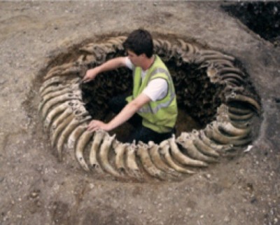 Figure 1: Post Medieval Tanning pit 1005 with horn core lining (McKinley, 2006)